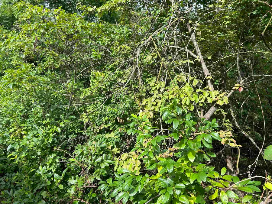 0 Longhorn Trl, Midway, AR 72651 - Image #3