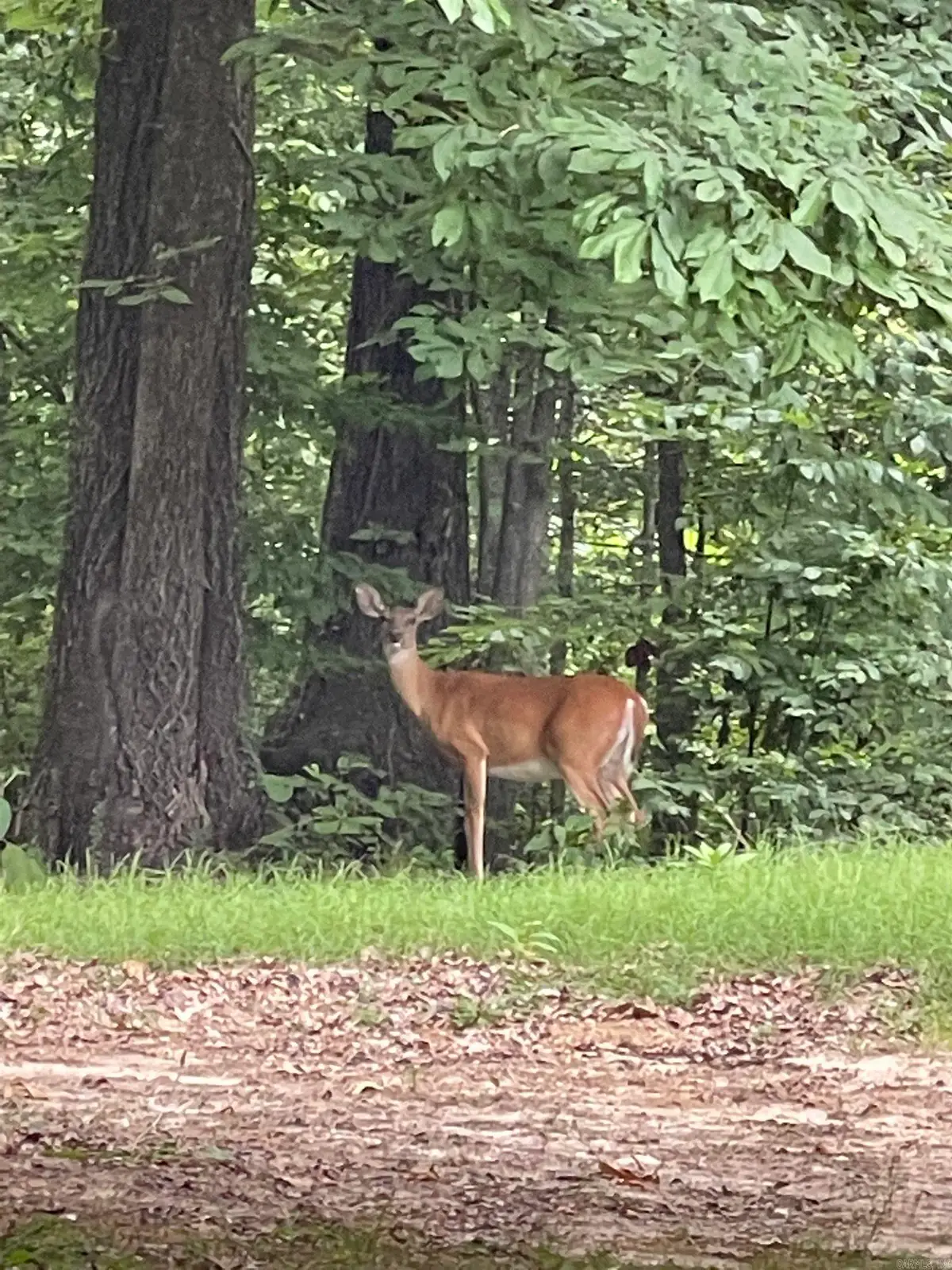 Holiday Drive, Forrest City, AR 72335 - Image #1