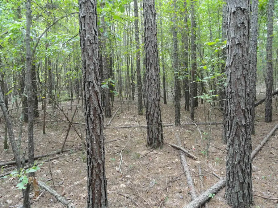 000 Baxter Cr 128, Calico Rock, AR 72519 - Image #2