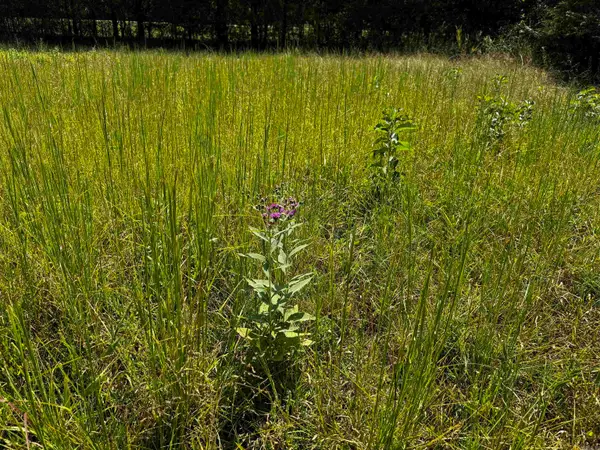 TBD W Hwy 88, Oden, AR 71961