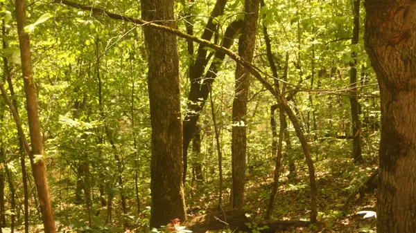 Lot 4 Booth Creek Road, Williford, AR 72482