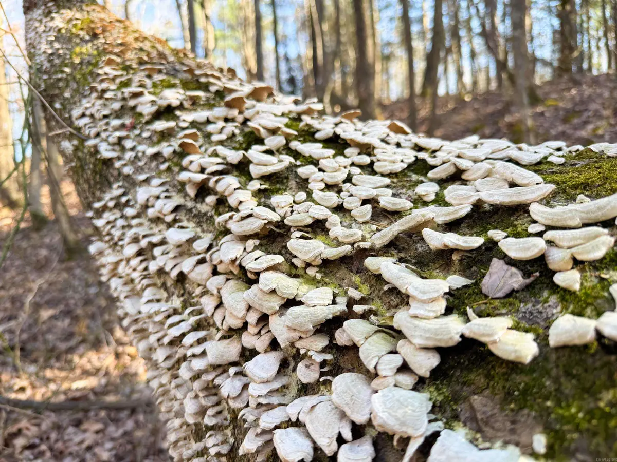 100 Guy Lane, Quitman, AR 72131 - Image #1