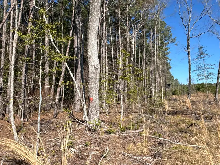 1 West Dallas County Line 20, Sparkman, AR 71763 - Image #2