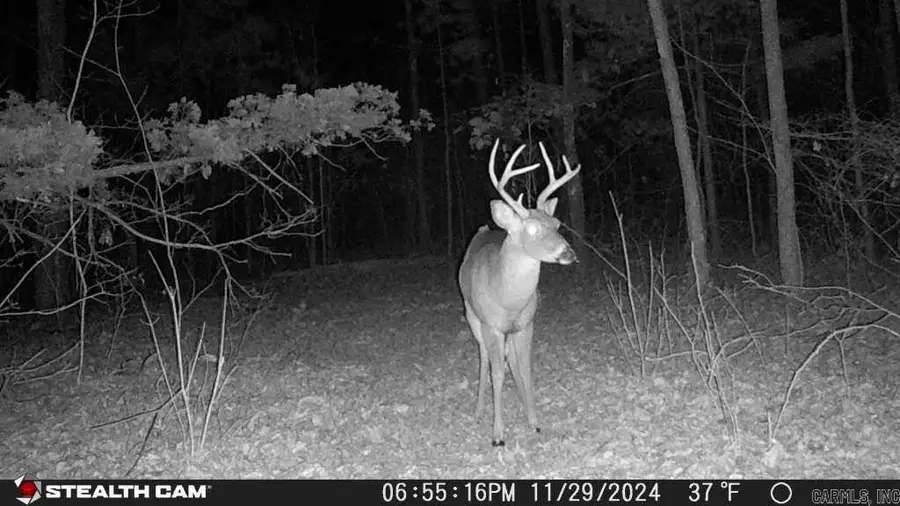 4429 Oyler Road, Clinton, AR 72031 - Image #3