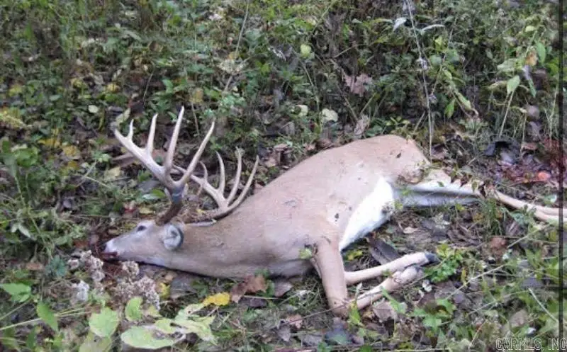 Address Withheld By Seller, Calico Rock, AR 72519 - Image #2