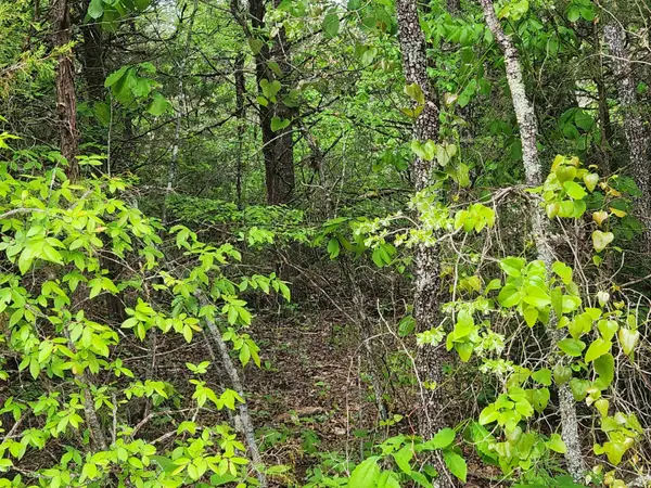 Strawberry Valley Road, Ash Flat, AR 72513