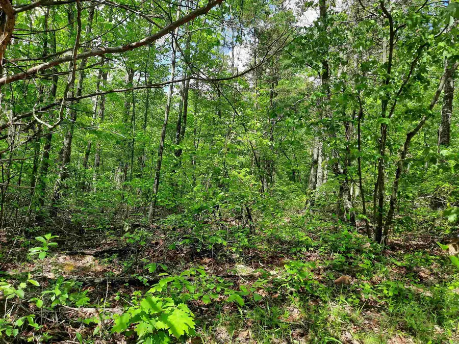 000 Benson Road, Mountain View, AR 72560 - Image #3