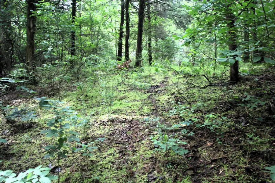 000 Ave 5 Sw Street, Atkins, AR 72823 - Image #3