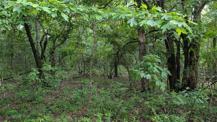 201 Cinderella Street, Horseshoe Bend, AR 72512 - Image #3