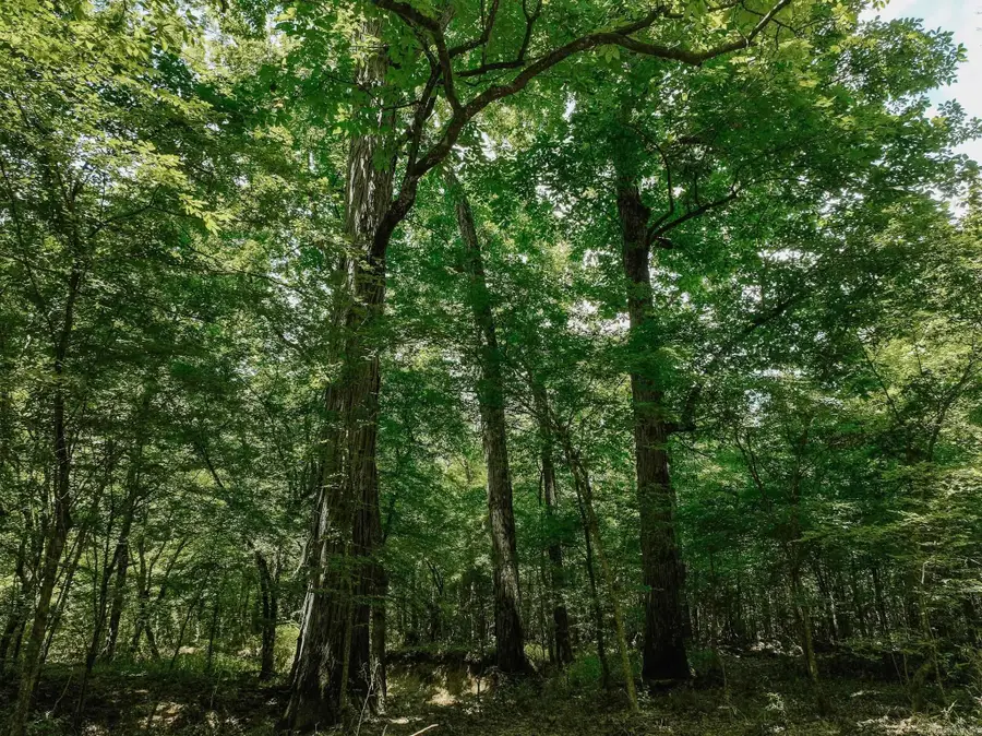 Address Withheld By Seller, Monticello, AR 71655 - Image #3