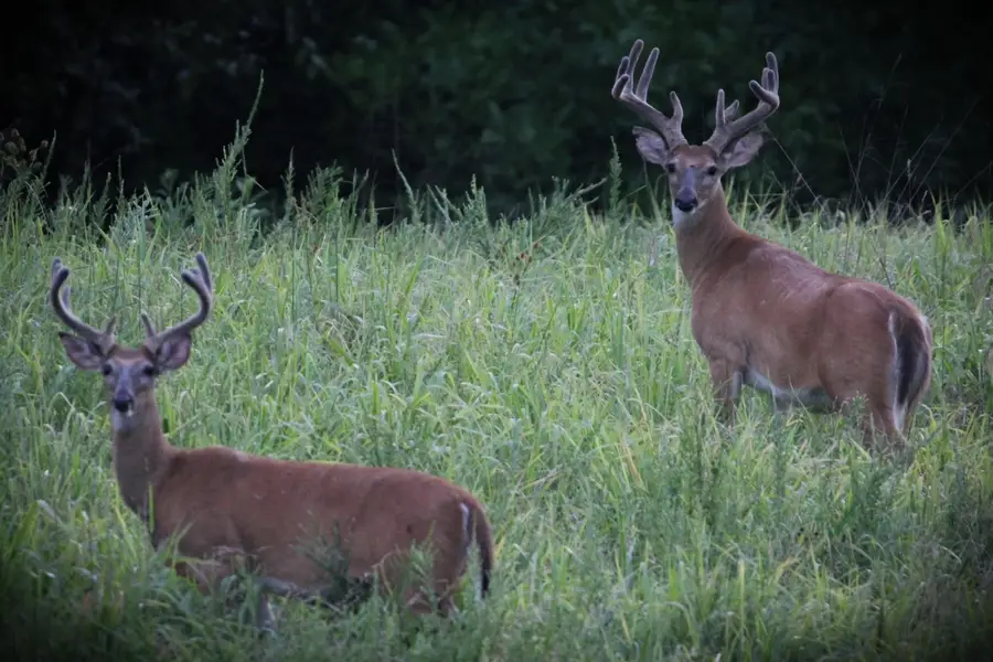 420 Strawberry River Road, Oxford, AR 72565 - Image #3