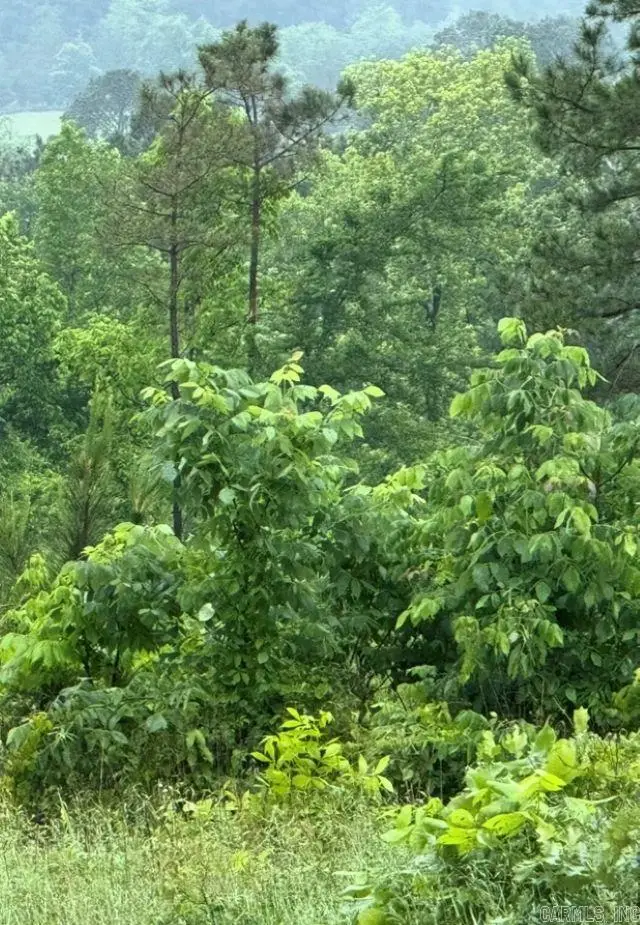 300 Block Angel Street, Amity, AR 71921 - Image #1