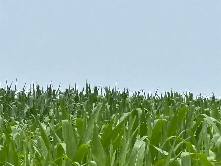 Address Withheld By Seller, Star City, AR 71667 - Image #3