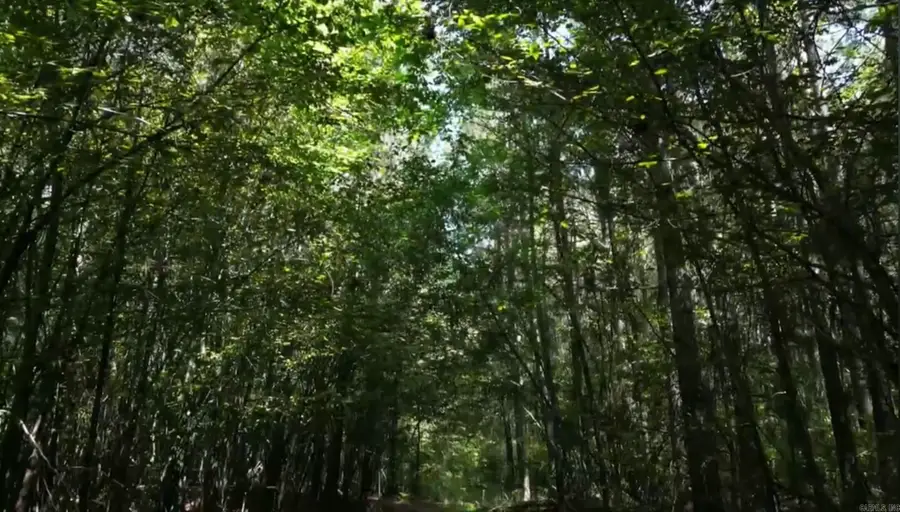 Brooks Road, De Queen, AR 71832 - Image #3