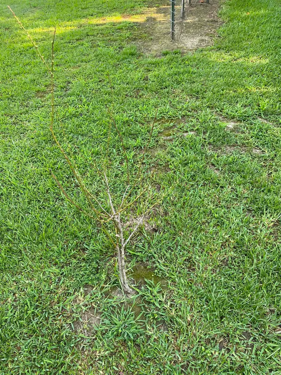 Address Withheld By Seller, Conway, AR 72034 - Image #3