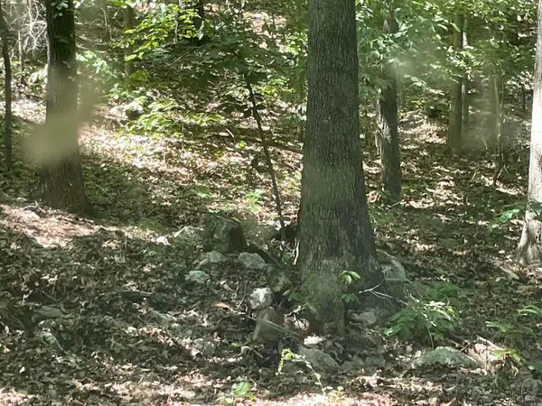 141 Duncan Ln, Poughkeepsie, AR 72569