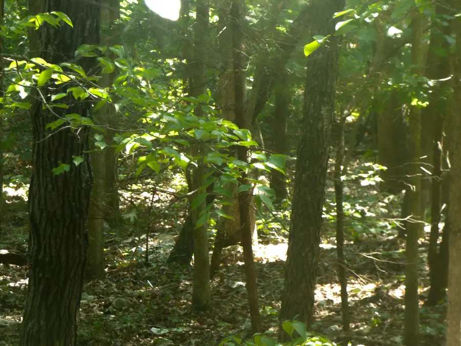 Okfuskee Lane, Cherokee Village, AR 72529 - Image #3