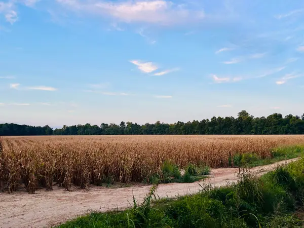 207 Cr 478, Rector, AR 72461