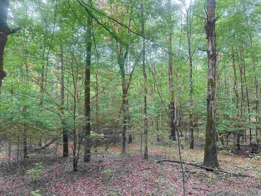 Address Withheld By Seller, Rosston, AR 71858 - Image #3