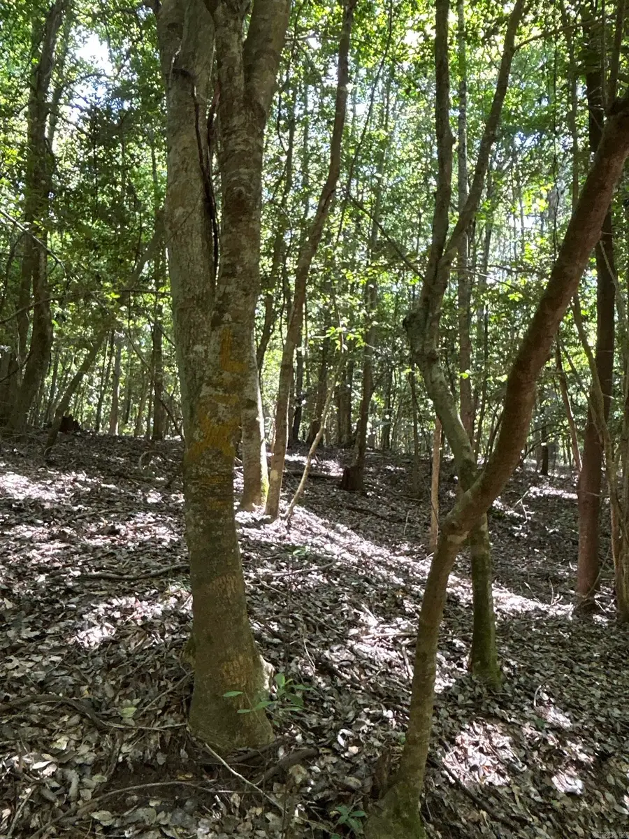 Address Withheld By Seller, Rosston, AR 71858 - Image #3