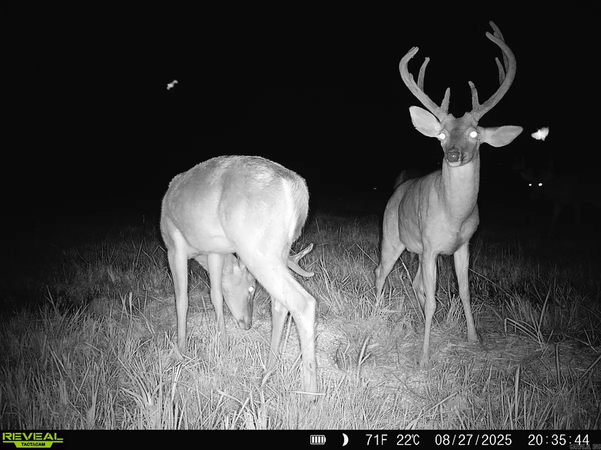 1269 Blackland Road, Oil Trough, AR 72564 - Image #1