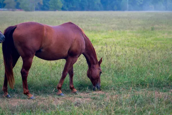 550 Sunshine Ln., Pangburn, AR 72121