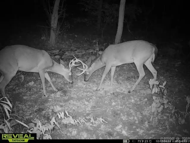 1141 Wafted Lane Tract 1, Marshall, AR 72650 - Image #3