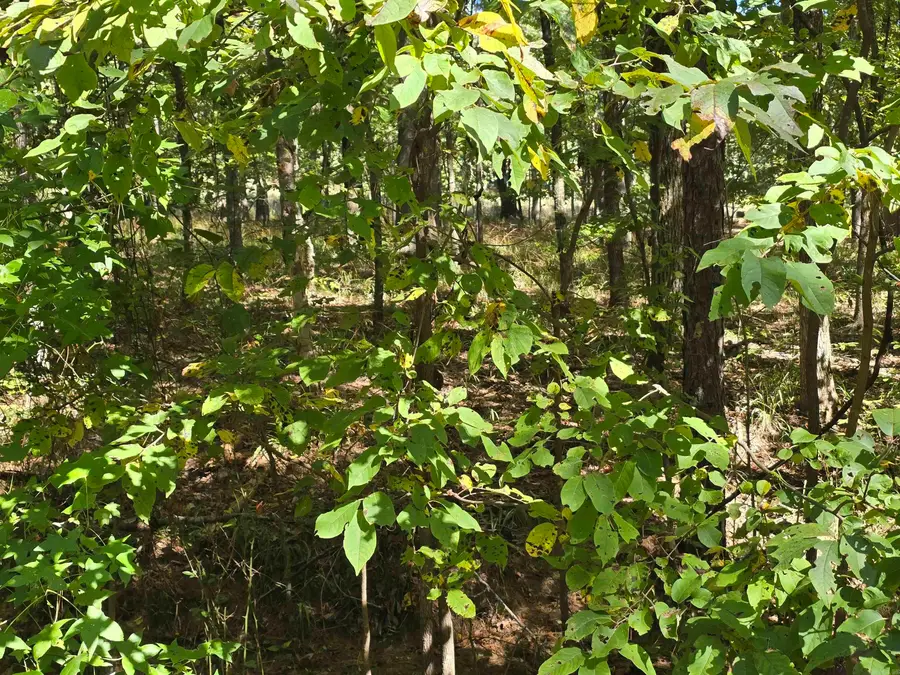 Address Withheld By Seller, Hot Springs, AR 71913 - Image #2