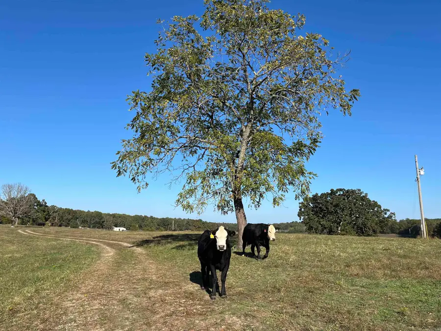 000 County Road 113, Alton, MO 65606 - Image #3