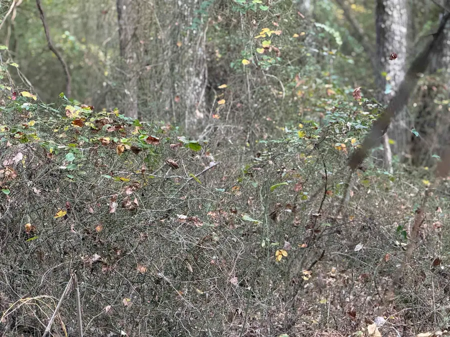 271 County Line, Rose Bud, AR 72137 - Image #3