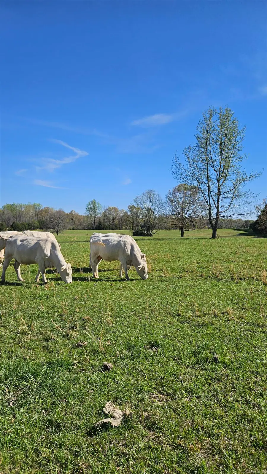 194 County Road 417, Rector, AR 72461 - #2