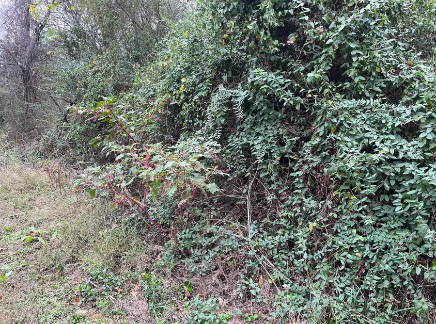 TBD Burrow, Morrilton, AR 72110 - Image #3