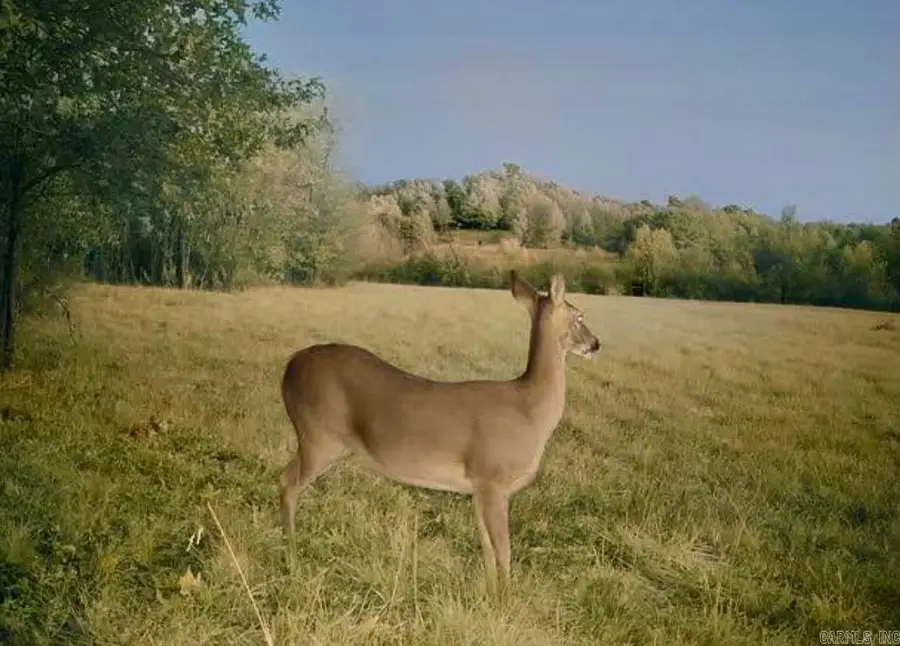 150 Twin Creeks, Ben Lomond, AR 71823 - Image #3