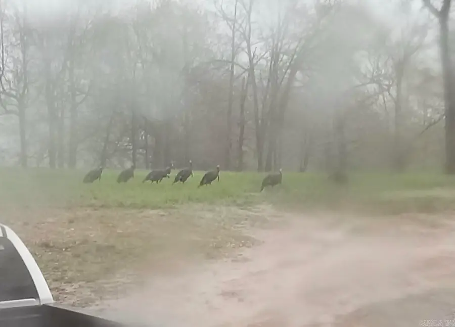 5681 Mc 5014, Everton, AR 72633 - Image #3