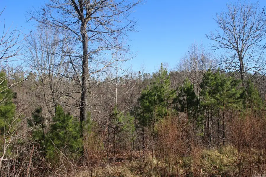 001-00404-003 Tator Knob Lane, Yellville, AR 72687 - Image #3