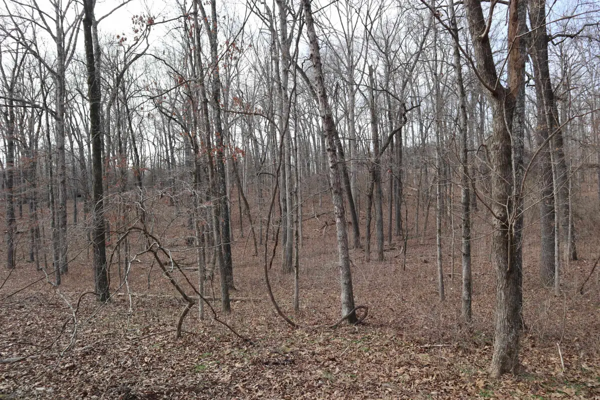 TBD Great Woods Rd, Mammoth Spring, AR 72554 - #1