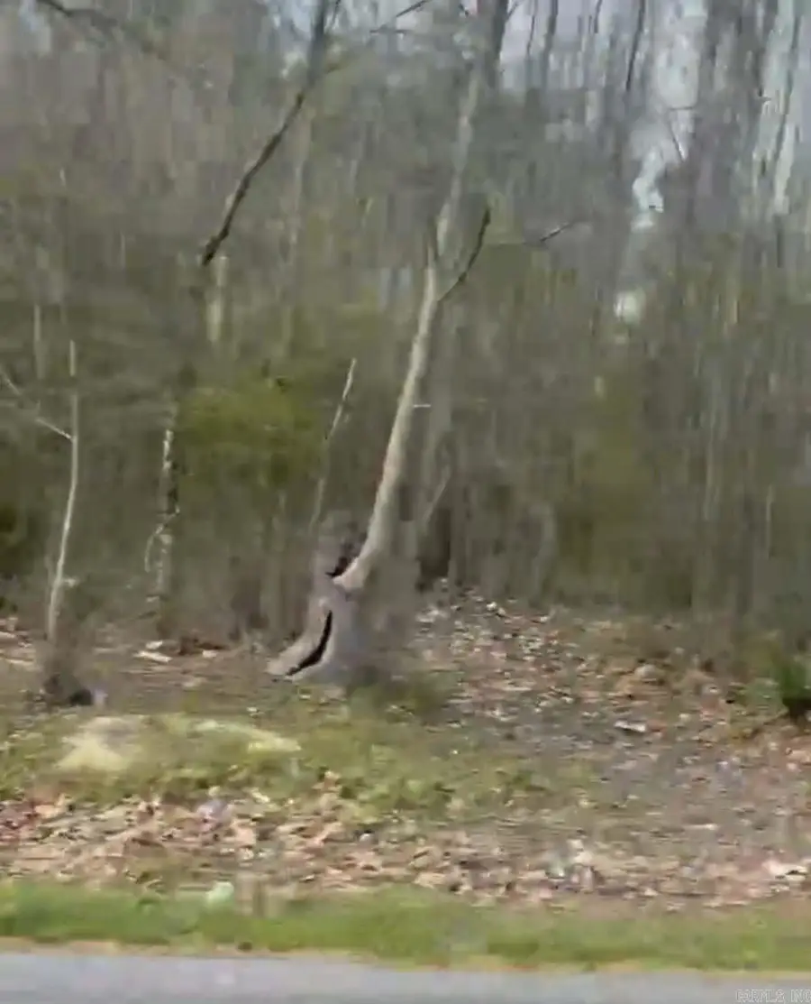 Shannon & Oakwood, Pine Bluff, AR 71603 - #2