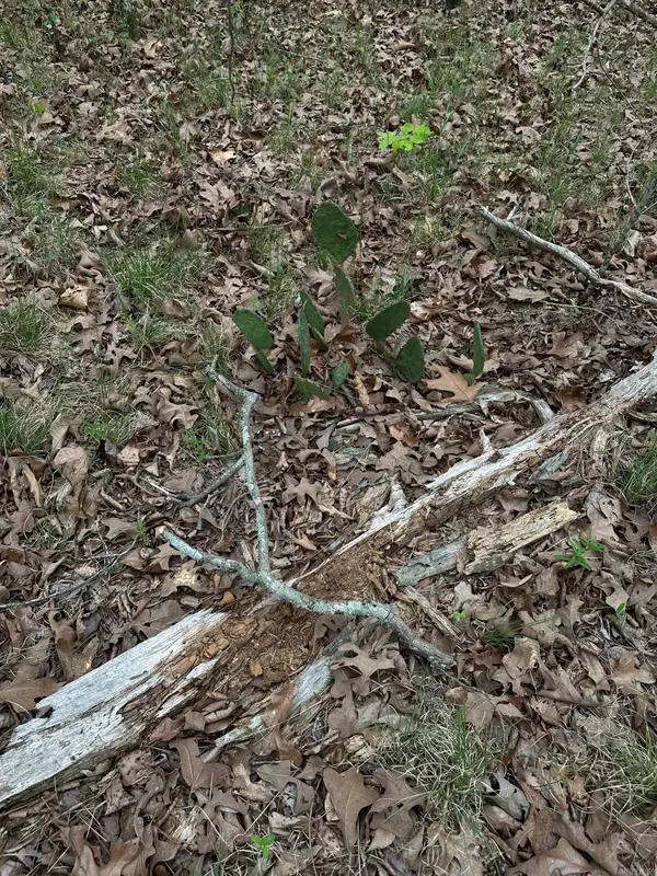 0 Julian, Hot Springs, AR 71913