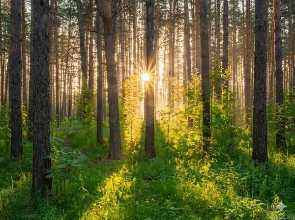 TRACT 1 Greeene 628 Road 10.92 Ac, Paragould, AR 72450