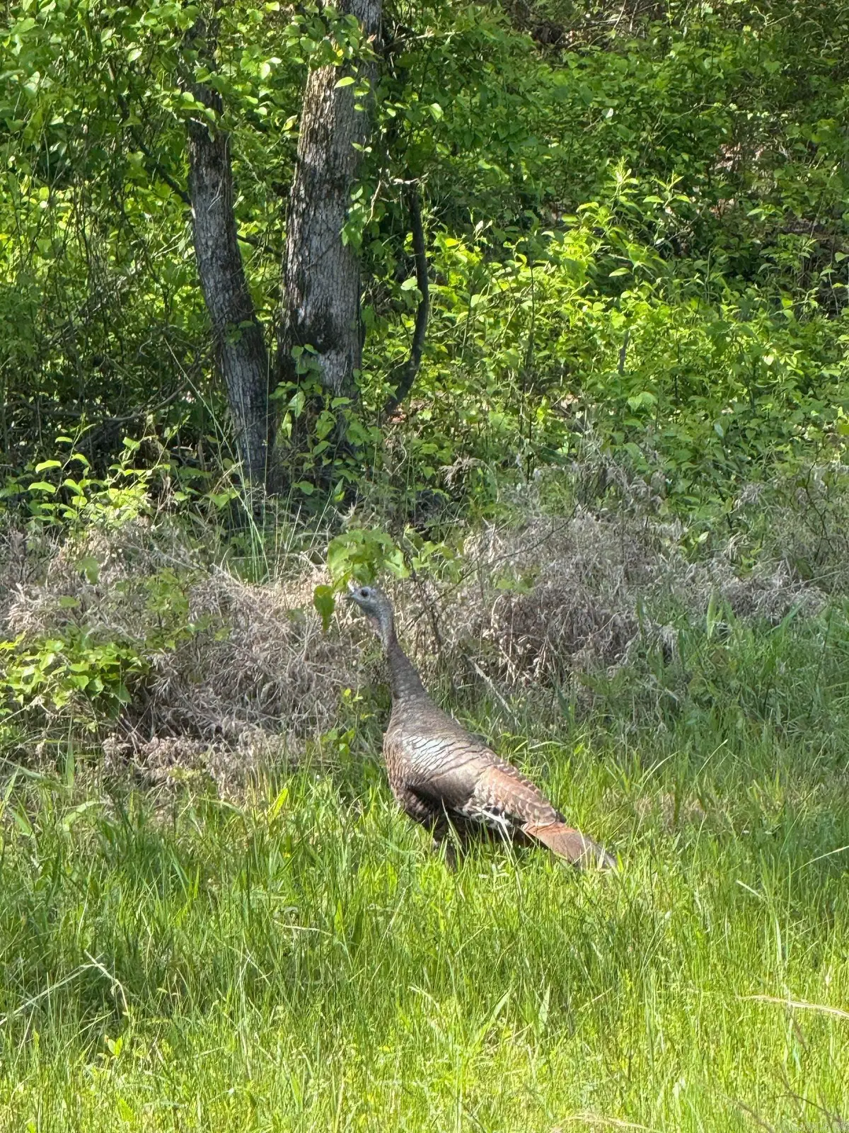 0 Smithers Road, Paron, AR 72122 - #1