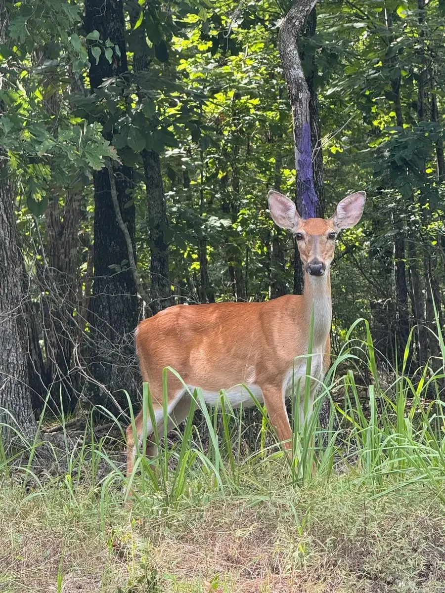 0 Smithers Road, Paron, AR 72122 - #3