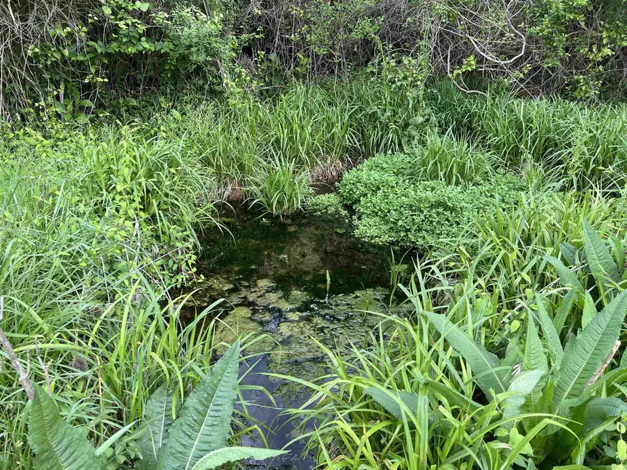 Cedar Grove Road, Lead Hill, AR 72644 - #2