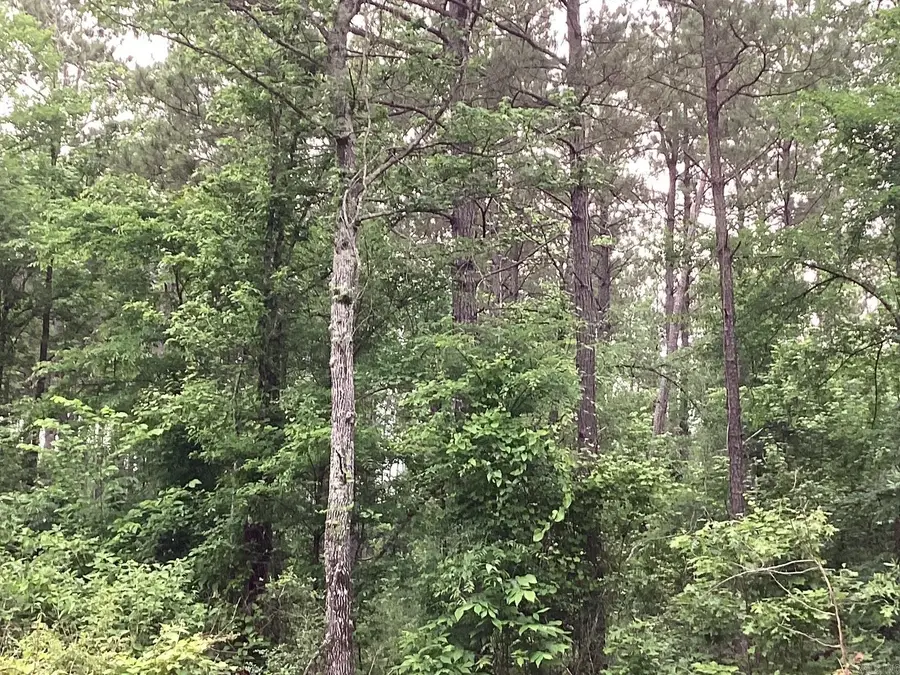 00 Hwy 24, Prescott, AR 71857 - #2