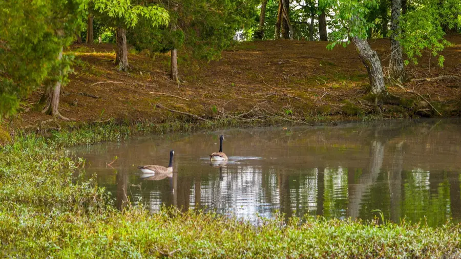 13 Agarita Cove, Conway, AR 72032 - #3
