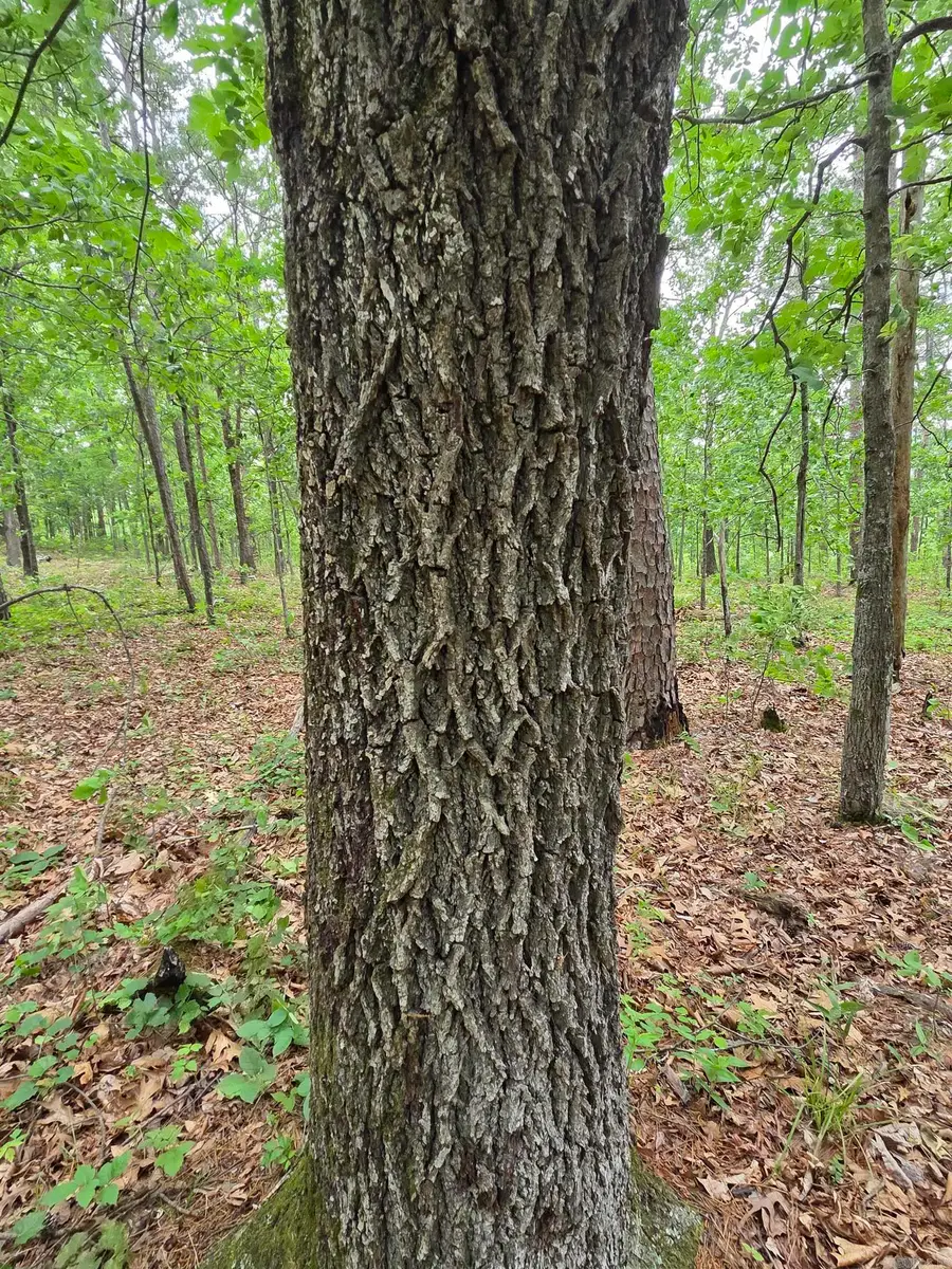 0 Angora Mountain Road, Leslie, AR 72645 - #3