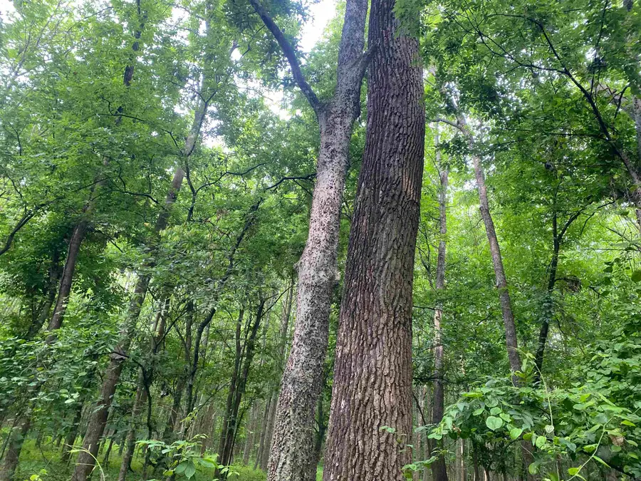 10 acres County Road 326, Jonesboro, AR 72401 - #3