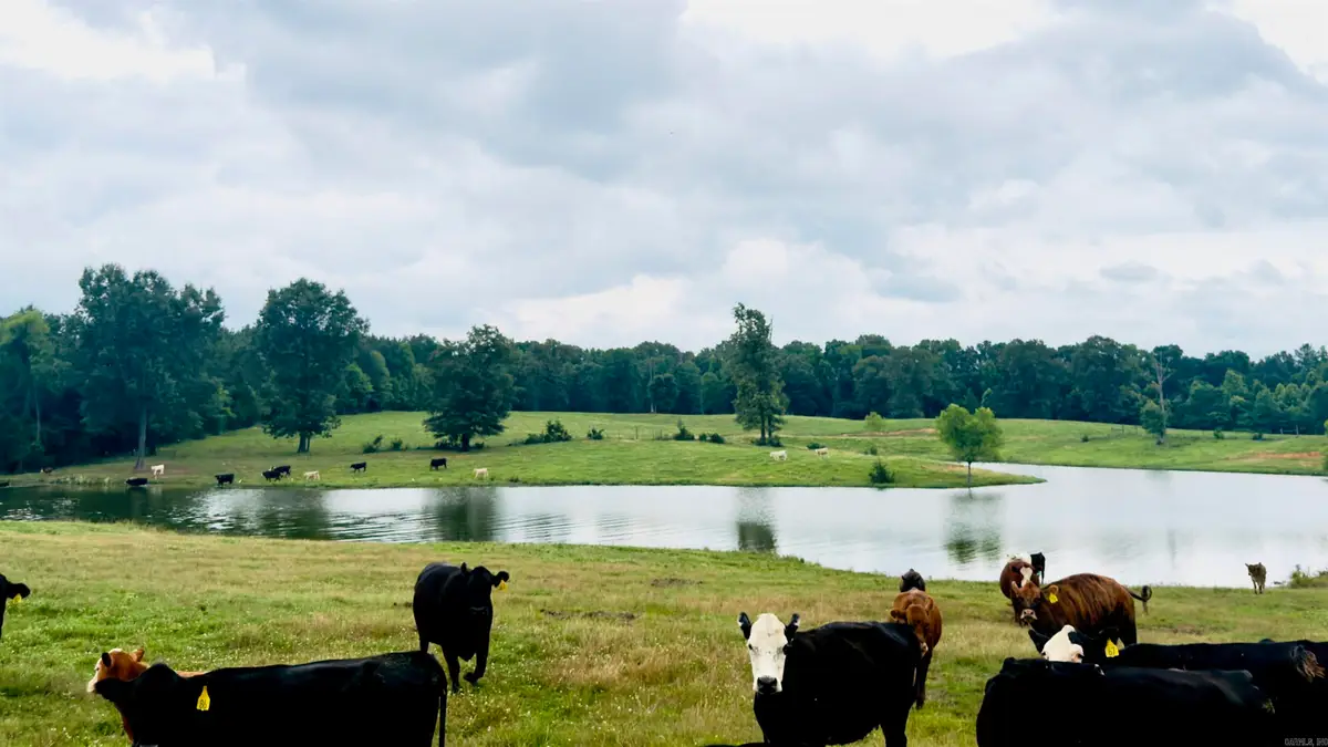 100 Acres Wynn Road, Dierks, AR 71833 - #1