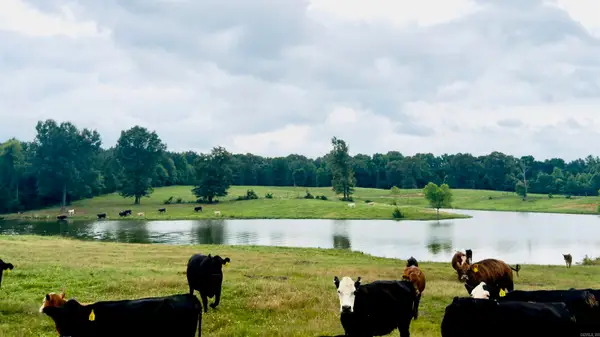 100 Acres Wynn Road, Dierks, AR 71833