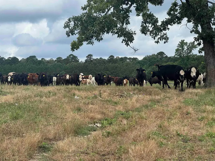 100 Acres Wynn Road, Dierks, AR 71833 - #3
