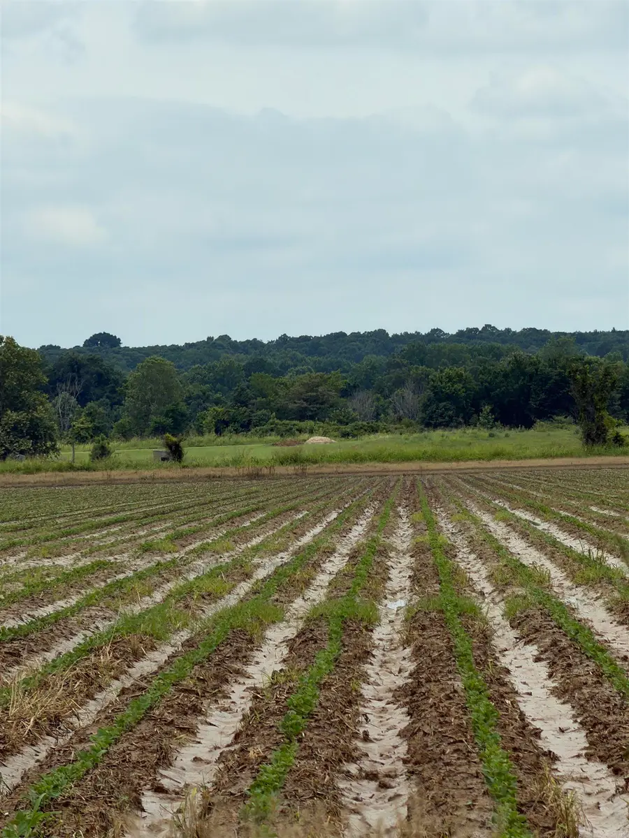 77.7 Acres Pineview Rd/benson Ln, Trumann, AR 72472 - #2